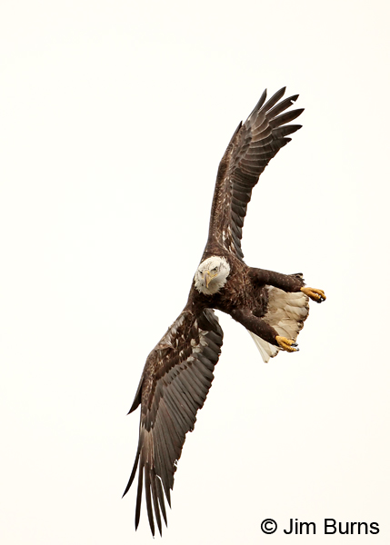 Bald Eagle vertical white