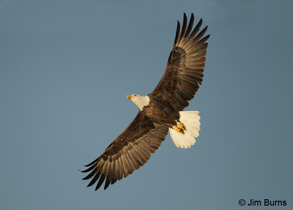Bald Eagle with leg bands