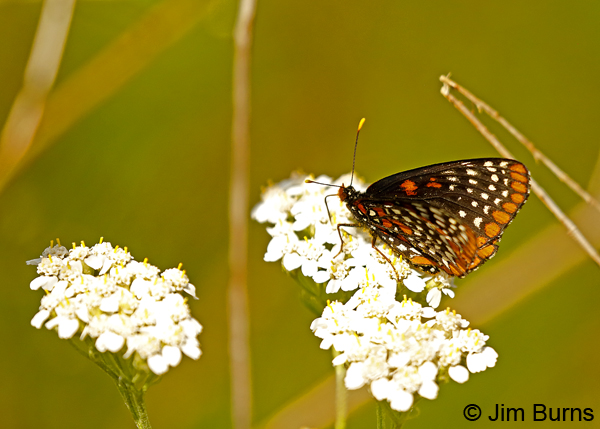 Baltimore Checkerspot upperwing, Minnesota--9607