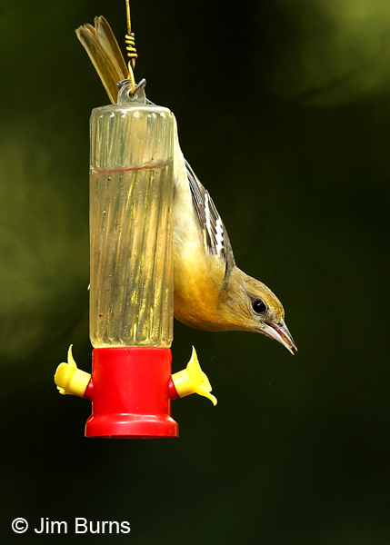 Baltimore Oriole female on feeder