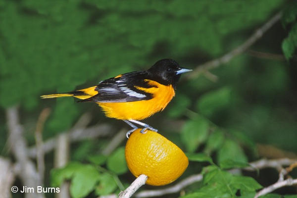 Baltimore Oriole on orange
