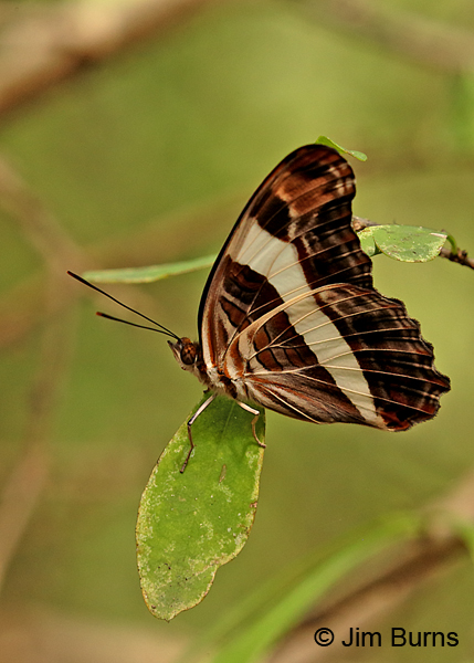 Band-celled Sister underwing vertical, Texas