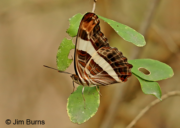 Band-celled Sister underwing, Texas