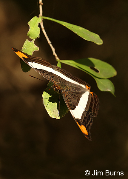 Band-celled Sister vertical, Texas