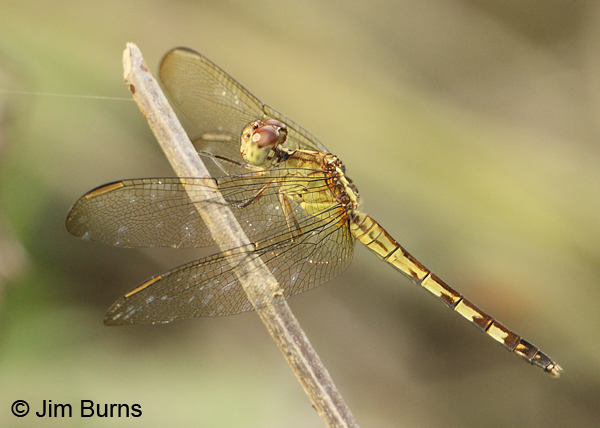 Band-winged Dragonlet heteromorph female, Cartago Prov., Costa Rica, December 2011