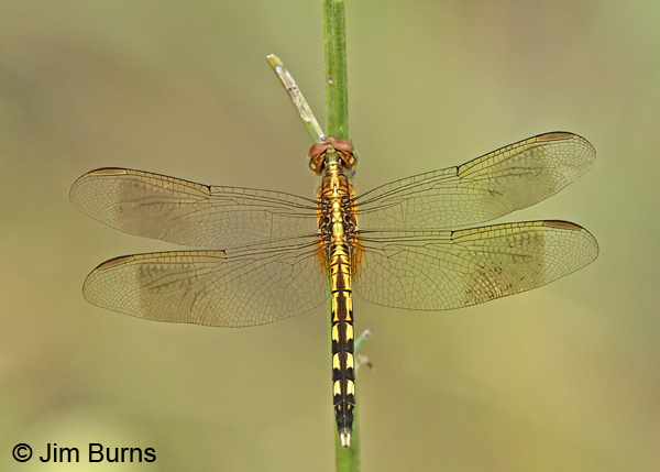 Band-winged Dragonlet female, Bexar Co., TX, August 2013