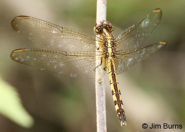Band-winged Dragonlet female dorsal view, Cartago Prov., Costa Rica, December 2011