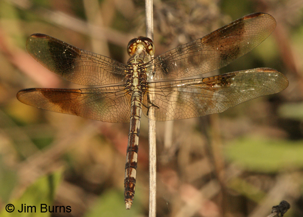 Band-winged Dragonlet immature andromorph female dorsal view, Monroe Co., FL, December 2012