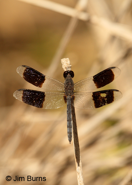 Band-winged Dragonlet male, Hidalgo Co., TX, November 2011