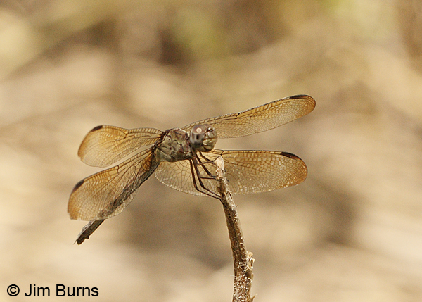 Band-winged Dragonlet mature female showing dark wings, Hidalgo Co., TX, May 2012