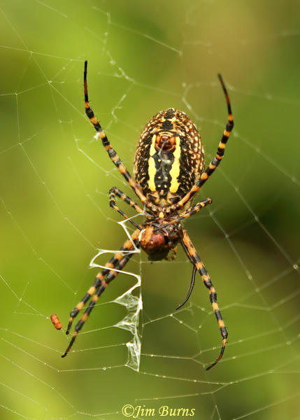 Banded Garden spider female ventral view, TX--2681