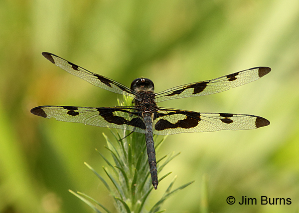 Banded Pennant male, Charles City Co., VA, June 2017