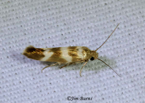 Banded Scythris, Texas--3667