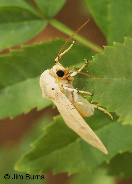 Banded Tussock Moth in foliage, Arkansas
