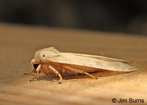 Banded Tussock Moth lateral view, Arkansas