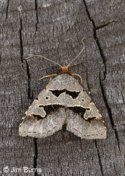 Baniana minor, Arizona