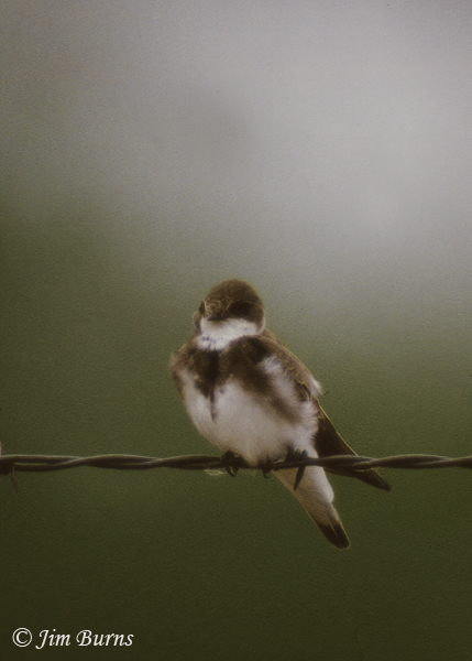 Bank Swallow vertical