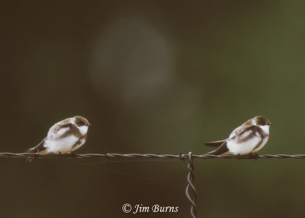 Bank Swallows perched