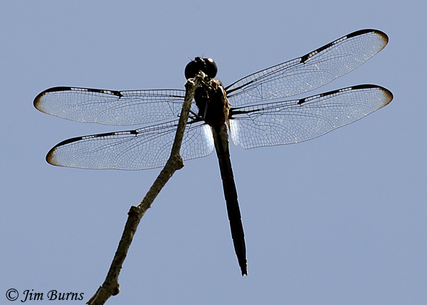 Bar-winged Skimmer old male showing pruinosity at hindwing base, Alachua Co., FL, July 2019--4655
