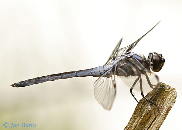 Bar-winged Skimmer male, Nassau Co., FL, July 2019--4775