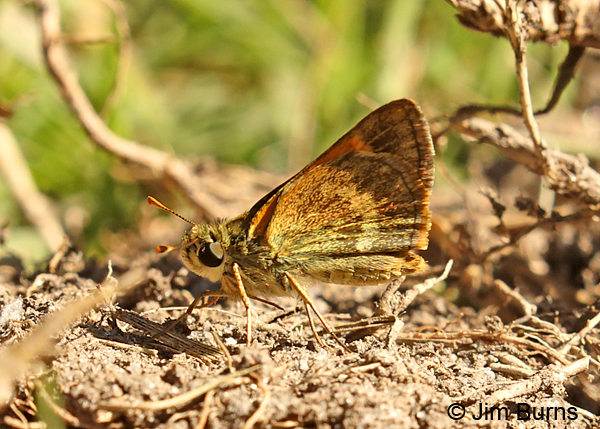 Baracoa Skipper, Florida