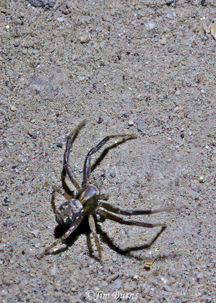 Bark Crab Spider--0448