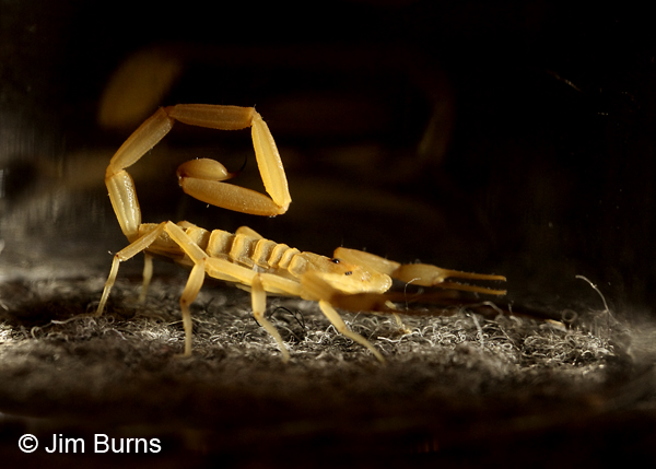 Bark Scorpion