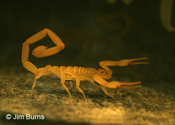 Bark Scorpion #3