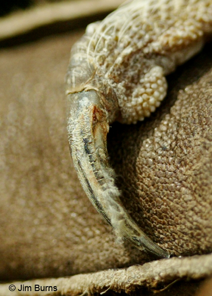 Barn Owl claw pectination and blood