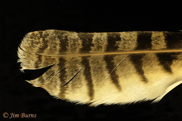 Barn Owl feather