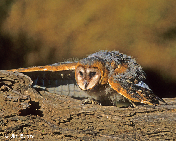 Barn Owl fledgling