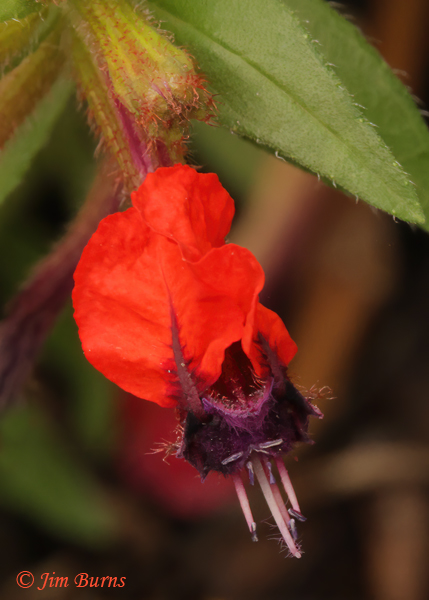 Bat-faced Cuphea, Arizona--1414