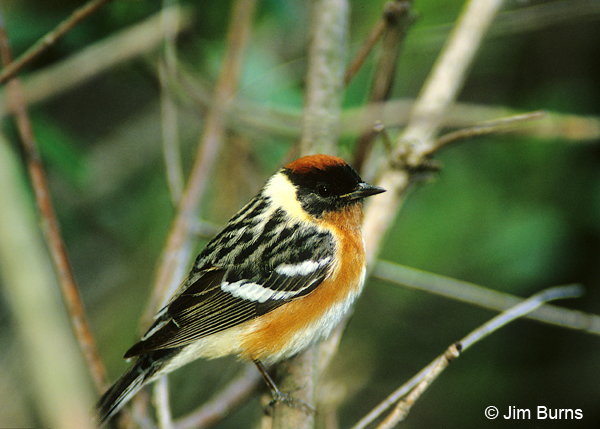 Bay-breasted Warbler male
