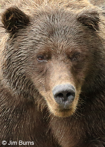 Bear as Background 8845