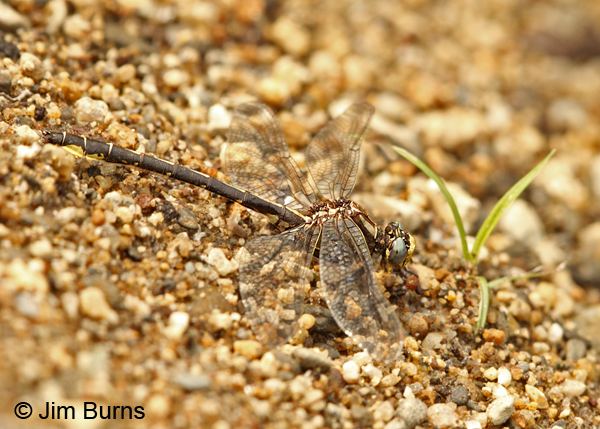 Beaverpond Clubtail male, Essex Co., VT, July 2014
