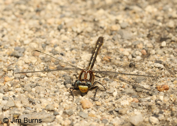 Beaverpond Clubtail male frontal thoracic stripes, Essex Co., VT, July 2014