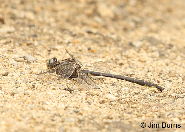 Beaverpond Clubtail male on gravel, Essex Co., VT, July 2014