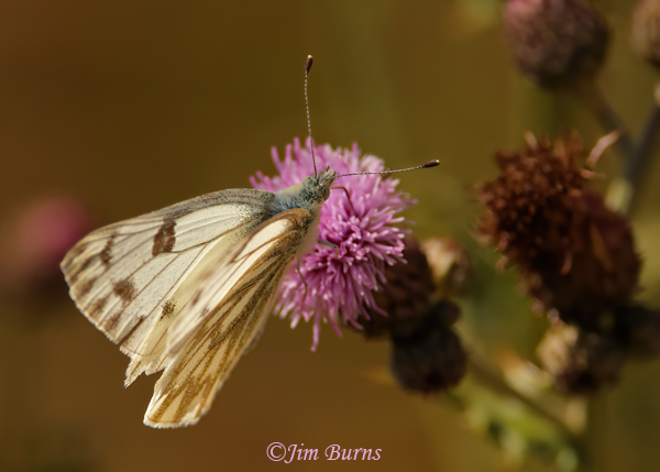 Becker's White on thistle, Colorado--0501