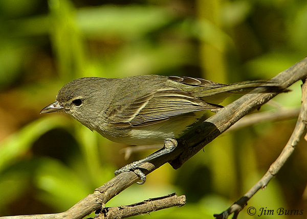 Bell's Vireo dorsal view--0952