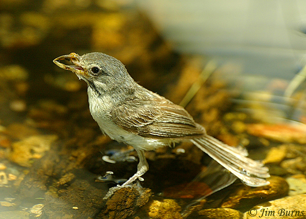 Bell's Vireo juvenile with deformed bill--1332