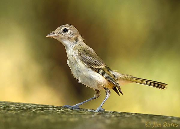 Bell's Vireo fledgling at water--3656