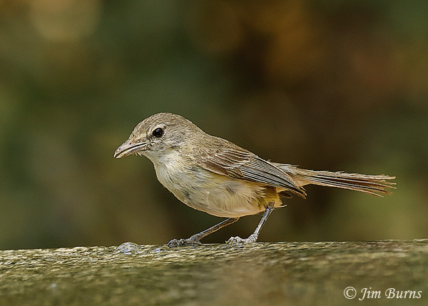 Bell's Vireo juvenile at water--4115