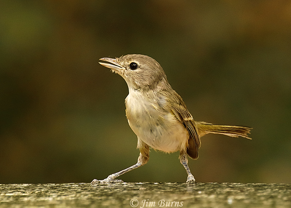 Bell's Vireo juvenile at water--4354