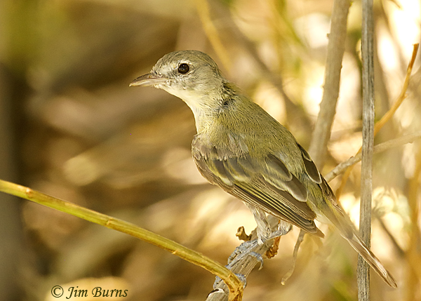 Bell's Vireo fledgling--5131