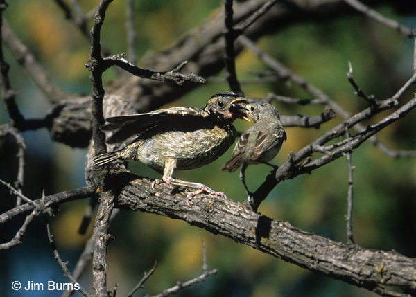 Bell's Vireo feeding young cowbird