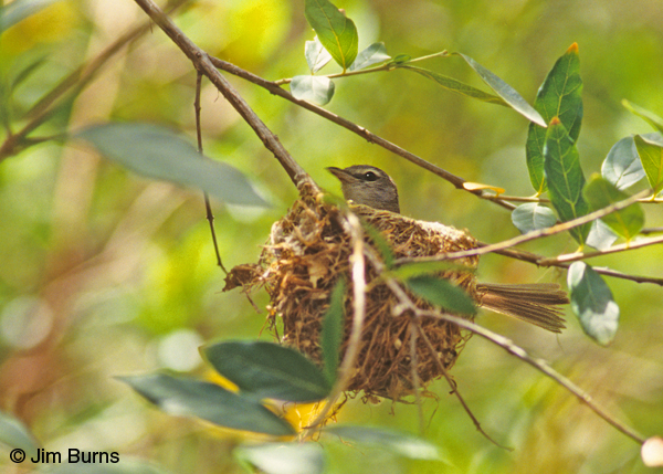 Bell's Vireo on nest