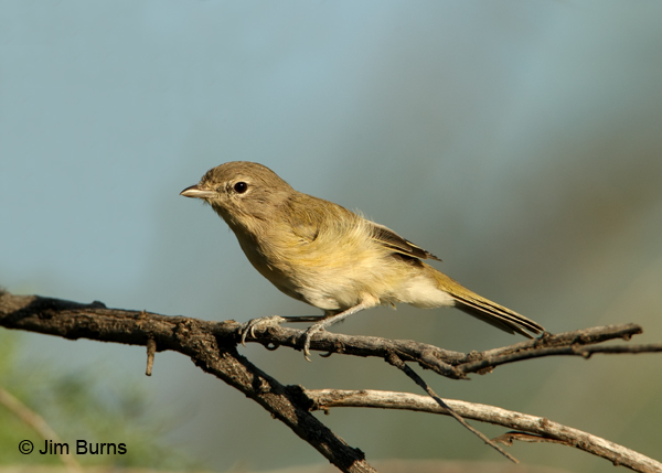 Bell's Vireo