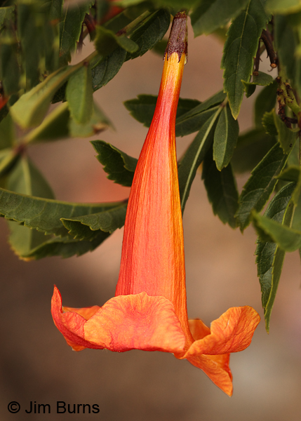 Bells of Fire, Arizona