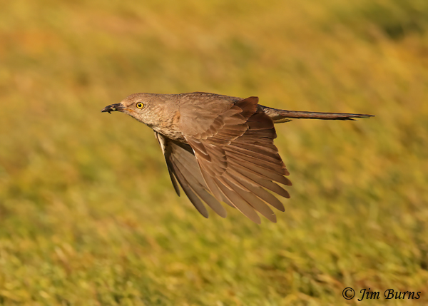 Bendire's Thrasher taking larvae and grubs to nestlings--7702