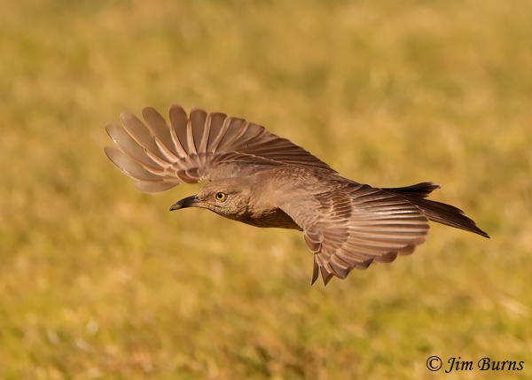 Bendire's Thrasher in flight--7811